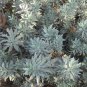 Sacred White Smudging Sage Organic Salvia apiana - 50 Seeds
