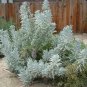 Sacred White Smudging Sage Organic Salvia apiana - 50 Seeds