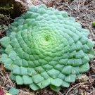 Flat Top Saucer Plant Succulent Aeonium tabuliforme - 20 Seeds