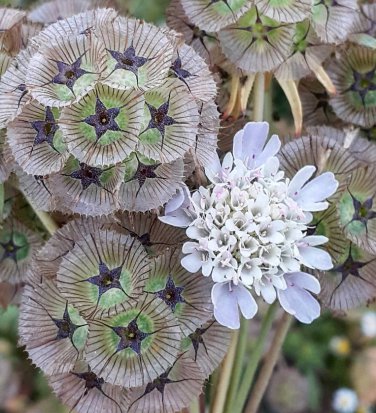 Pompon Starflower Pincushion Scabiosa stellata - 50 Seeds