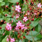 Fame Flower Jewels of Opar Talinum paniculatum - 30 Seeds