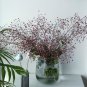 Fame Flower Jewels of Opar Talinum paniculatum - 30 Seeds