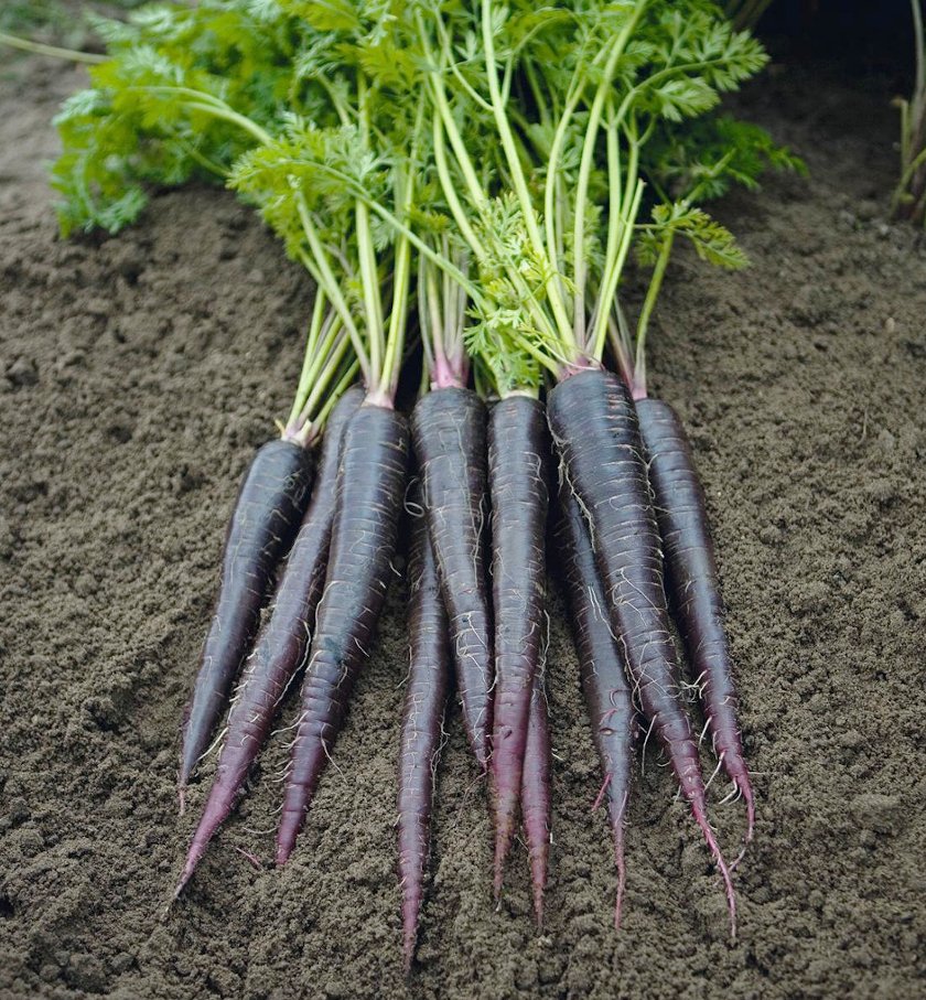 Purple Carrot Black Nebula Daucus Carota - 50 Seeds
