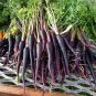 Purple Carrot Black Nebula Daucus Carota - 50 Seeds