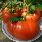 Heirloom Beefsteak Tomato Mortgage Lifter Solanum Lycopersicum - 30 Seeds
