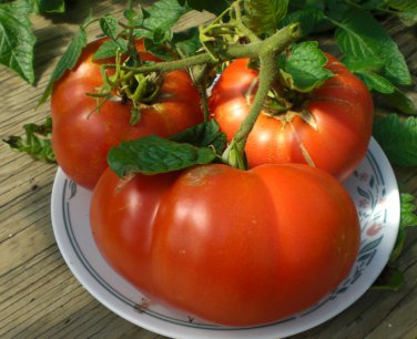 Heirloom Beefsteak Tomato Mortgage Lifter Solanum Lycopersicum - 30 Seeds