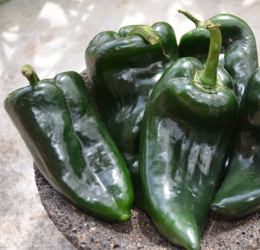 30 Seeds w/Instructions Ancho Gigantea Poblano peppers are upright 24'...