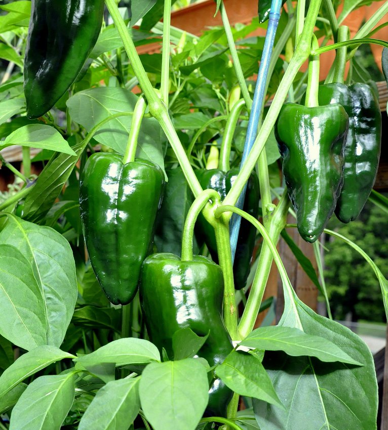 Organic Poblano Gigantea Heirloom Chili Pepper Capsicum annuum - 30 Seeds