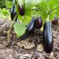 Organic Heirloom Diamond Eggplant Aubergine Solanum melongena - 25 Seeds
