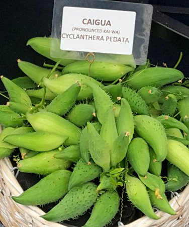 Achocha Peruvian Caigua Slipper Gourd Cyclanthera pedata - 10 Seeds