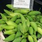 Achocha Peruvian Caigua Slipper Gourd Cyclanthera â�� 10 Seeds