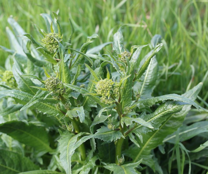 Perennial Broccoli Wild Turkish Rocket Bunias Orientalis - 25 Seeds
