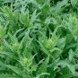 Perennial Broccoli Wild Turkish Rocket Bunias Orientalis - 25 Seeds