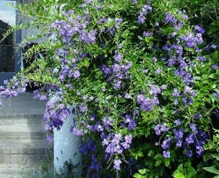 Purple Duranta Golden Dewdrop Duranta erecta - 15 Seeds