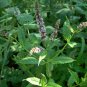 True Organic Spearmint Garden Mint Herb Mentha spicata - 100 Seeds