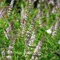 True Organic Spearmint Garden Mint Herb Mentha spicata - 100 Seeds