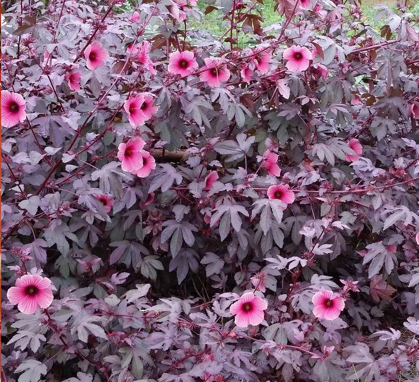 Hardy Cranberry Hibiscus Pink Hibiscus acetosella 7 Seeds