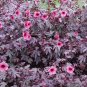 Hardy Cranberry Hibiscus Pink Hibiscus acetosella - 7 Seeds