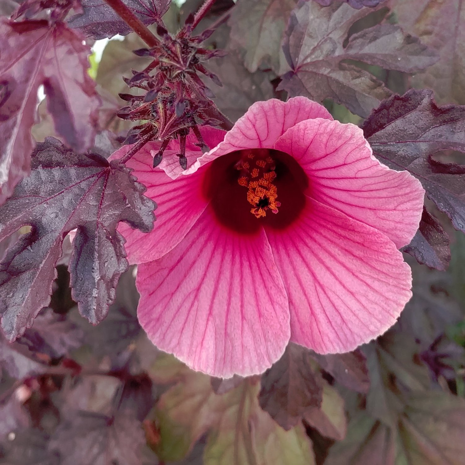 Hardy Cranberry Hibiscus Pink Hibiscus acetosella 7 Seeds