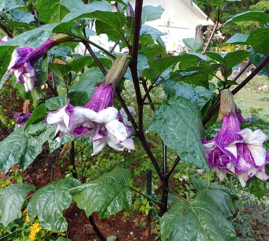 Purple Double Ballerina Datura Metel - 10 Seeds