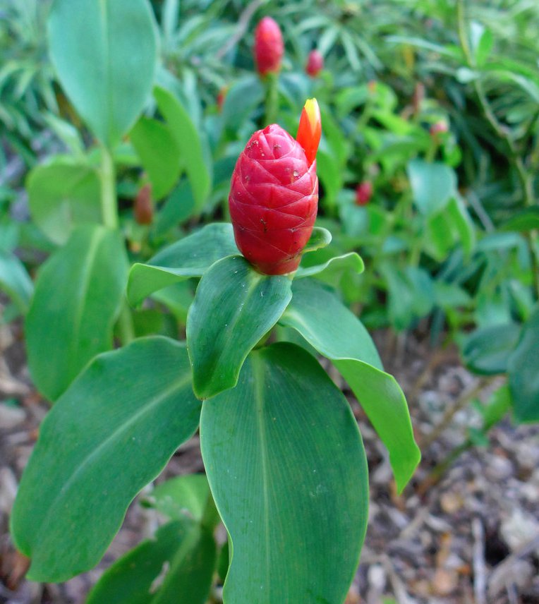 costus woodsonii red button ginger