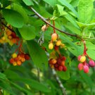 Wild Indian Plum Oso Berry Oemleria cerasiformis – 20 Seeds