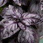 Dark Opal Purple Heirloom Basil Kitchen Herb Ocimum basilicum – 50 Seeds