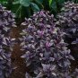 Dark Opal Purple Heirloom Basil Kitchen Herb Ocimum basilicum â�� 50 Seeds