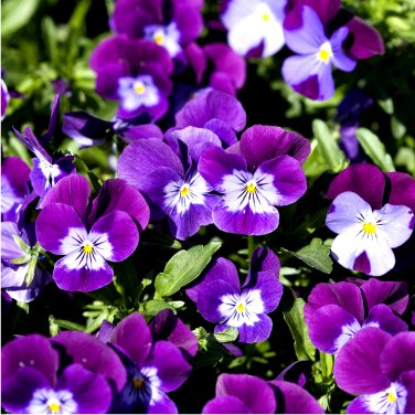 Purple Violet Prince Henry Viola Cornuta - 30 Seeds