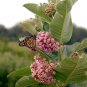 Bulk Native Common Butterfly Organic Milkweed Asclepias Syriaca - 250 Seeds