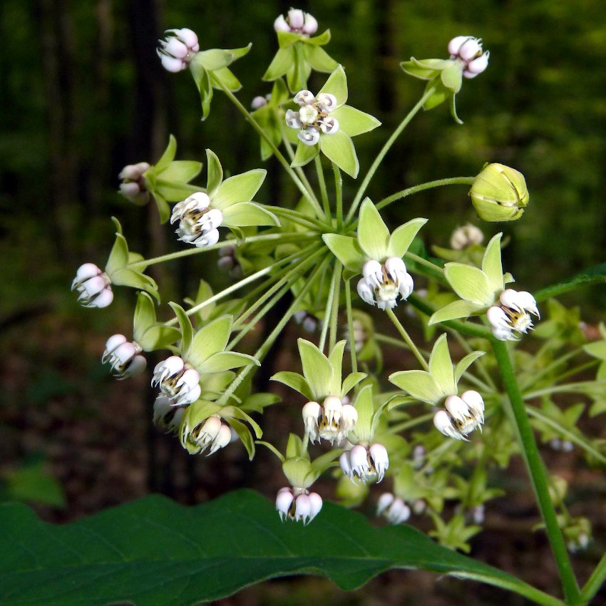 Native White Woodland Poke Milkweed Shade Butterfly Asclepias Exaltata - 12 Seeds
