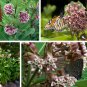 Bulk Native Common Butterfly Organic Milkweed Asclepias Syriaca - 250 Seeds