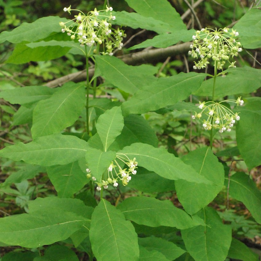 Native White Woodland Poke Milkweed Shade Butterfly Asclepias Exaltata ...