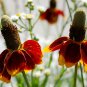 Mexican Hat Thimbleflower Ratibida columnifera - 200 Seeds