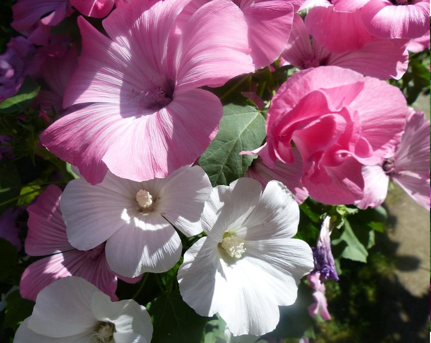 Rose Mallow Lavatera Trimestris 100 Seeds