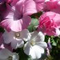 Tree Rose Mallow Lavatera Malva trimestris - 150 Seeds