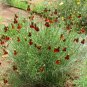 Mexican Hat Thimbleflower Ratibida columnifera - 200 Seeds