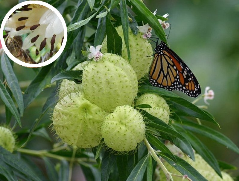 Balloon Milkweed Family Jewels OG Gomphocarpus physocarpus - 20 Seeds