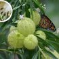 Balloon Milkweed Family Jewels OG Gomphocarpus physocarpus - 20 Seeds