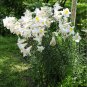 White Mountain Lily Lilium formosanum - 40 Seeds