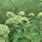 Native Spider Milkweed Asclepias viridis - 20 Seeds