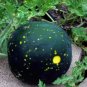 Heirloom Moon and Stars Watermelon Citrullus lanatus - 20 Seeds