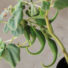 Wild Unicorn Plant Devils Claw Proboscidea parviflora - 10 Seeds
