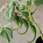 Wild Unicorn Plant Devils Claw Proboscidea parviflora - 10 Seeds