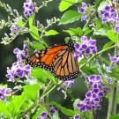 Purple Duranta Sky Flower Duranta repens - 15 Seeds