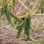 Wild Unicorn Plant Devils Claw Proboscidea parviflora - 10 Seeds