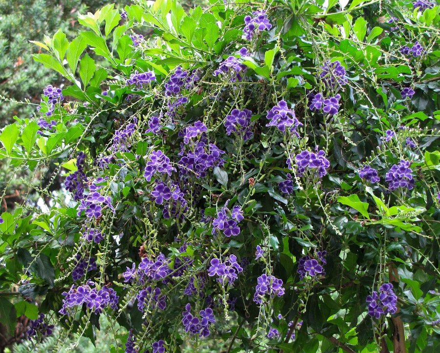 Purple Duranta Sky Flower Duranta repens - 15 Seeds