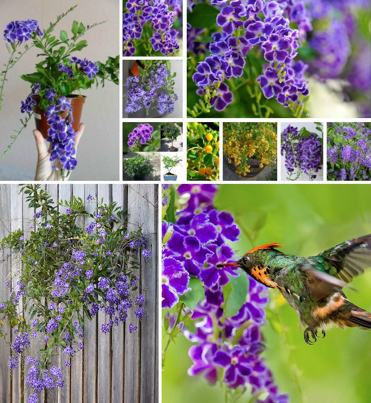 Purple Duranta Sky Flower Duranta repens - 15 Seeds