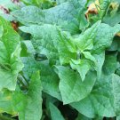 Perennial Vegetable Good King Henry Blitum bonus-henricus Seeds  - 25 Seeds