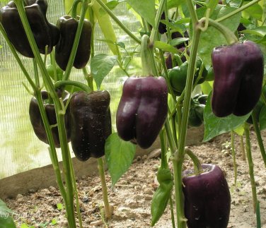 Purple Beauty Heirloom Sweet Bell Pepper Capsicum annuum - 30 Seeds